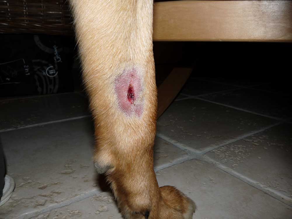 Mon chien a été mordu par un renard