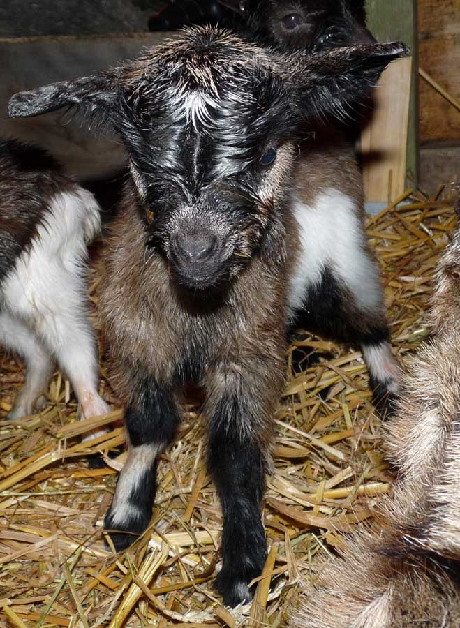 Naissance Des Chevreaux A La Maison Chevre Naine