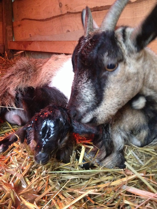 Naissance Des Chevreaux A La Maison Chevre Naine
