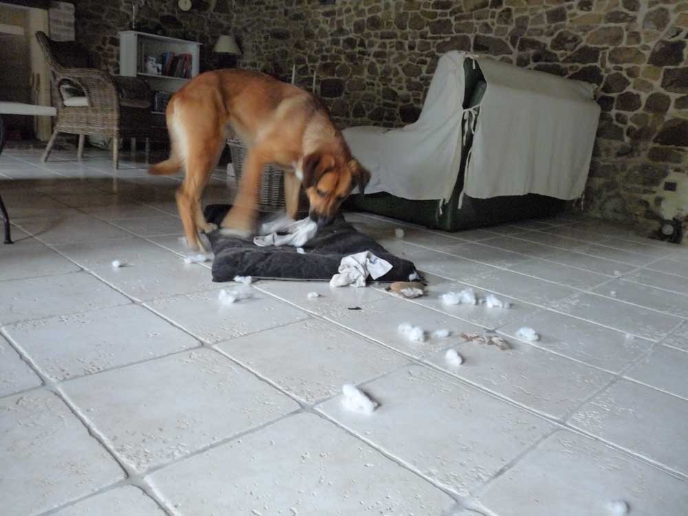 Mon chien déchire son tapis